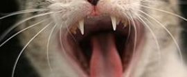 Jason Armstrong fangs square
